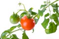 Cherry tomatoes branch close-up on white background