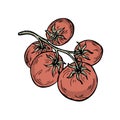 Cherry tomatoes. Branch of tomatoes in doodle style