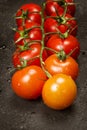 Cherry tomatoes on a branch gradient from orange to red Royalty Free Stock Photo