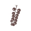 Cherry tomatoes branch vector illustration.