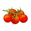cherry tomatoes cartoon vector illustration