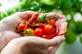 Cherry tomatoes and chili peppers in palms close-up Royalty Free Stock Photo