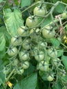 Cherry tomatoes close up Royalty Free Stock Photo