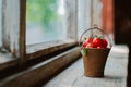 Cherry tomatoes in a decorative rusty old bucket on a dark rustic background. Royalty Free Stock Photo