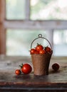 Cherry tomatoes in a decorative rusty old bucket on a dark rustic background. Royalty Free Stock Photo