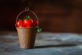Cherry tomatoes in a decorative rusty old bucket on a dark rustic background Royalty Free Stock Photo