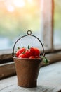 Cherry tomatoes in a decorative rusty old bucket on a dark rustic background Royalty Free Stock Photo