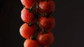 Cherry tomatoes in drops water dark background Royalty Free Stock Photo