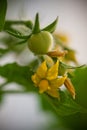 Cherry tomatoes and flowers Royalty Free Stock Photo