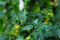 cherry tomatoes flowers on the plant Royalty Free Stock Photo