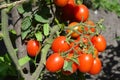 Cherry tomatoes in the garden. Cherry tomatoes are one of the easiest veggies to grow.