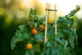 Cherry tomatoes in the garden.Farm fresh organic vegetables. Growing cherry tomatoes.Mini plants for the garden.Organic Royalty Free Stock Photo