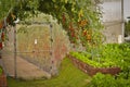 Cherry tomatoes in greenhouse planting Royalty Free Stock Photo