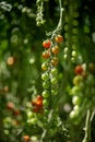 Cherry tomatoes grow on a branch Royalty Free Stock Photo