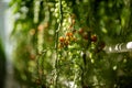 Cherry tomatoes grow on a branch Royalty Free Stock Photo