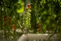 cherry tomatoes grow on a branch Royalty Free Stock Photo
