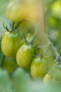 Cherry tomatoes grow in the garden. Cherry tomatoes begin to ripen on the bush.