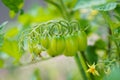 Cherry tomatoes grow in the garden. Cherry tomatoes begin to ripen on the bush.