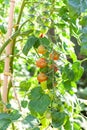 Cherry tomatoes growing on a branch in an organic greenhouse garden Royalty Free Stock Photo