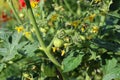 Cherry tomatoes growing in the garden lat. lycopersicum, very small and immature with many yellow flowers Royalty Free Stock Photo