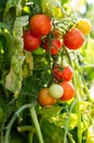 Cherry tomatoes growing in the garden Royalty Free Stock Photo