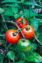 Growing cherry tomatoes, harvest at home