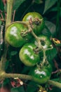 Growing cherry tomatoes, harvest at home