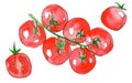 Cherry tomatoes hand drawn in watercolor and isolated on a white background. Sketch style illustration Royalty Free Stock Photo