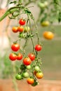 Cherry tomatoes hanging on the branch in the garden. Red and green cherry tomatoes on the vine. Royalty Free Stock Photo