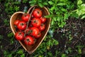 Cherry tomatoes in heart shape plate on old wooden surface, space for text. Royalty Free Stock Photo