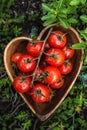 Cherry tomatoes in heart shape plate on old wooden surface, space for text. Royalty Free Stock Photo