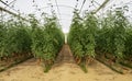 Cherry Tomatoes in a High Tech Greenhouse Royalty Free Stock Photo