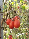 cherry tomatoes hit by long Elnino drought, South Lampung, Indonesia Royalty Free Stock Photo