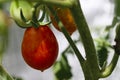 Cherry Tomatoes Royalty Free Stock Photo