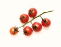 Cherry tomatoes isolated on white background. Bunch of tomatoes, top view. Tomato branch in juicy red color. Vegetables