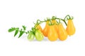 Cherry tomatoes isolated on white background. Yellow pear, isis candy cherry tomato. Top view, flat lay