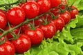 Cherry tomatoes on leaf of salad