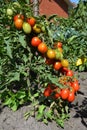 Cherry tomatoes are one of the easiest veggies to grow and as a gardener. Ripe cherry tomatoes growing on the branches.