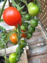 Cherry Tomatoes Plant, Fresh Red Tomato, Italian Garden, Summer, Vegetables and Fruits, Juicy, Healthy Food Harvest, Countryside Royalty Free Stock Photo