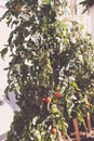 Cherry tomatoes plants growing in an urban roof garden