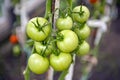 Cherry tomatoes production Royalty Free Stock Photo