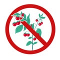 Cherry tomatoes in a prohibition sign. Vector forbidden sign with dangerous gmo food. The danger of chemically harmful food Royalty Free Stock Photo