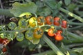 Cherry Tomatoes Ripen on the Vine Royalty Free Stock Photo