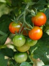 Cherry tomatoes ripen on its vine Royalty Free Stock Photo