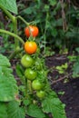 Cherry tomatoes ripen on tomato plant in vegetable garden Royalty Free Stock Photo
