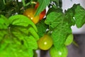 Cherry tomatoes ripening at home. Royalty Free Stock Photo