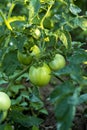 Cherry tomatoes ripening in an orchard during summer. organic farms. Royalty Free Stock Photo