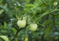 Cherry tomatoes ripening in an orchard during summer. organic farms. Royalty Free Stock Photo