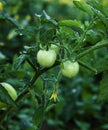 Cherry tomatoes ripening in an orchard during summer. organic farms. Royalty Free Stock Photo