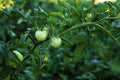 Cherry tomatoes ripening in an orchard during summer. organic farms. Royalty Free Stock Photo